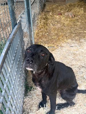 Ebony, American Bulldog, available for adoption