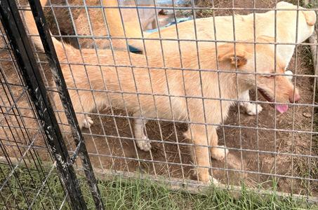 Mia, Labradoodle, young, available for adoption