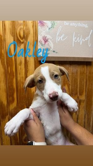 Oakley, Labrador Retriever / Australian Shepherd, available for adoption