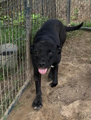 A black dog with its tongue out stands near a fence.