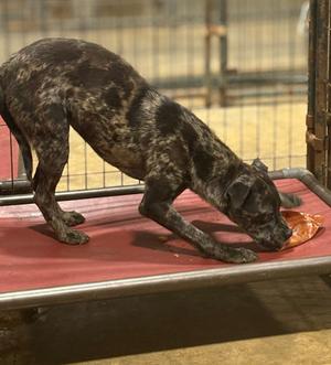 Choppa, Catahoula Leopard Dog, young, available for adoption
