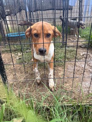 A brown and white dog looking through a wire cage with another dog in the background.