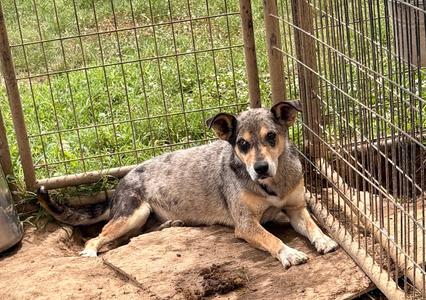 Bluey, Blue Heeler, adult, available for adoption