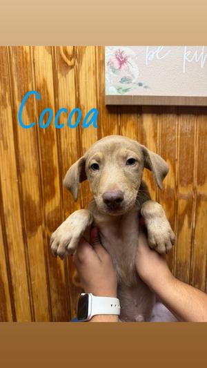 Cocoa, Labrador Retriever, available for adoption