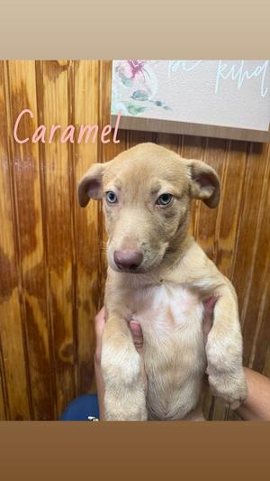Caramel, Labrador Retriever, available for adoption