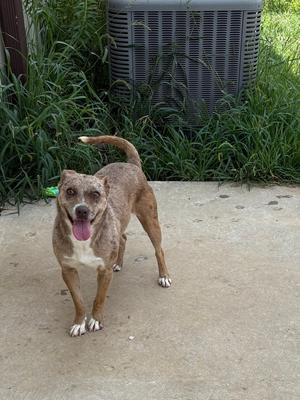 Merle 24, Cattle Dog, adult, available for adoption