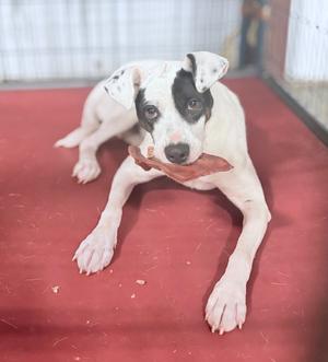 A white dog with black patches is lying on a red surface and holding a piece of meat in its mouth.