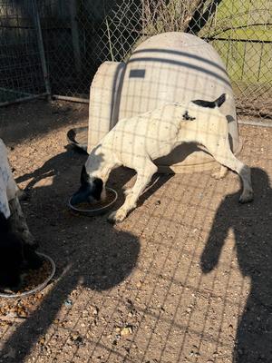 Bart, Pointer, young, available for adoption