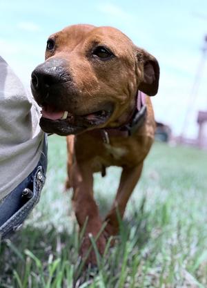 Ruby 25, Mixed Breed, adult, available for adoption