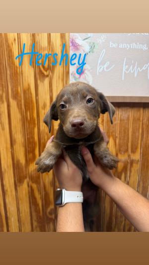 Hershey, Labrador Retriever / Australian Shepherd, available for adoption