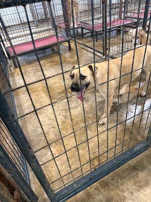 J.B. (Jack Black), Shepherd (Unknown Type) / Black Mouth Cur, adult, available for adoption