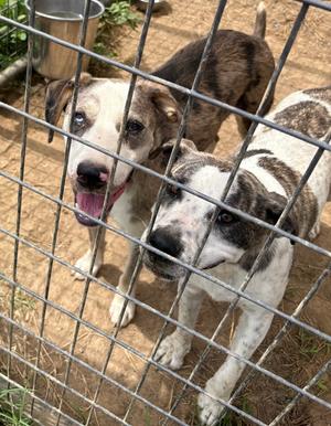 Star, Cattle Dog, young, available for adoption