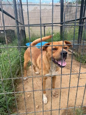 Denver, Boxer / Beagle, available for adoption