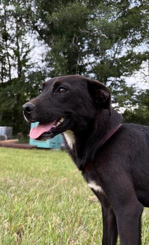 Celeste (Astrid), Terriers (Medium), young, available for adoption