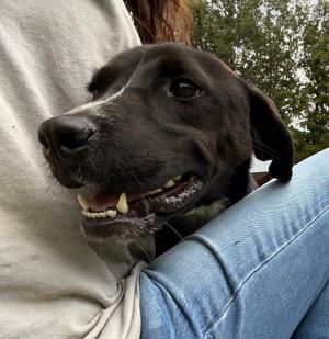 Rex 24, Labrador Retriever, puppy, available for adoption