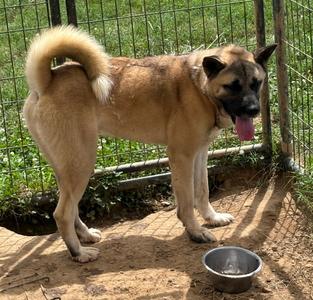 Kilo, Akita, adult, available for adoption