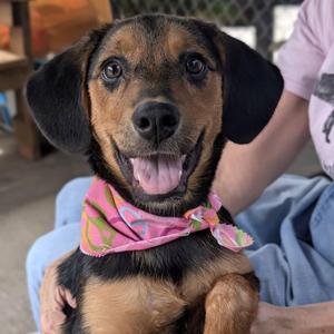 French Pea, Beagle / Rottweiler, puppy, available for adoption