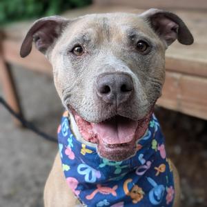Dusty, Pit Bull Terrier, senior, available for adoption