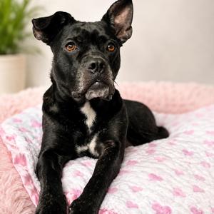 Espresso, Terrier, young, available for adoption