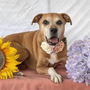 Ginger, Mixed Breed, senior, available for adoption