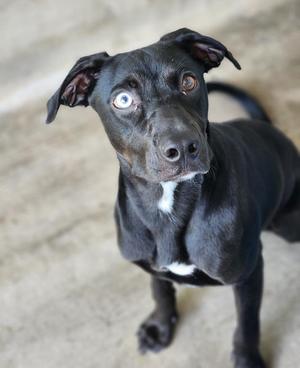 Andy, Labrador Retriever, young, available for adoption