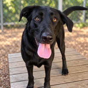 Flash, German Shepherd Dog / Labrador Retriever, young, available for adoption