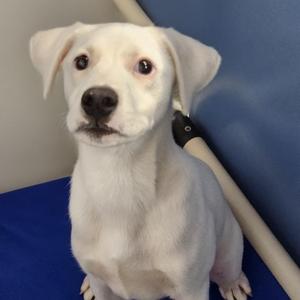 Jax, Mixed Breed, puppy, available for adoption