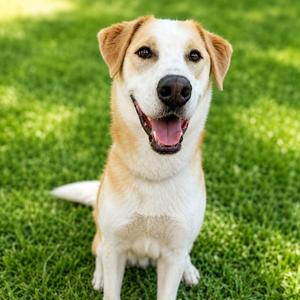 Ducky, Great Pyrenees, young, available for adoption