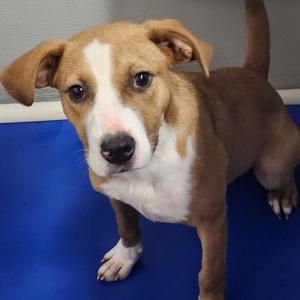 Kaira, Mixed Breed, puppy, available for adoption