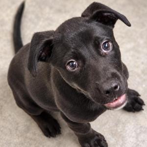 Goose, Labrador Retriever, puppy, available for adoption