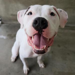 A white dog with a black nose and pink ears is smiling with its mouth open, showing its teeth and tongue. The dog has a happy expression and is looking directly at the camera.