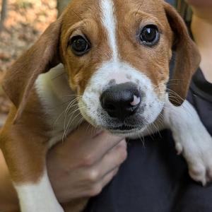 Arvee, Hound, puppy, available for adoption