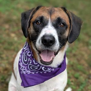 Cassidy, Hound, young, available for adoption