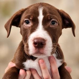 Drifter, Hound, puppy, available for adoption