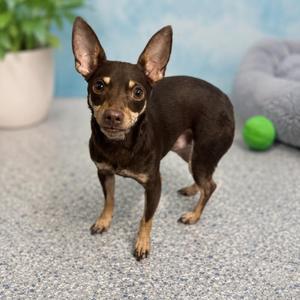 Coco, Miniature Pinscher / Chihuahua, adult, available for adoption