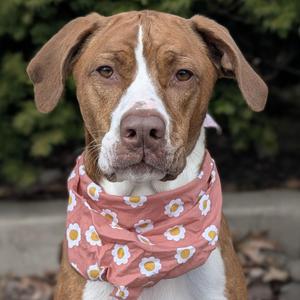 Bunny, Hound / Labrador Retriever, adult, available for adoption