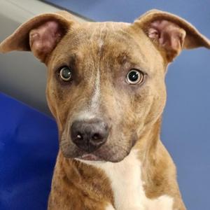 Fudge, American Staffordshire Terrier, puppy, available for adoption