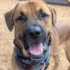 Atlas, Mastiff, young, available for adoption