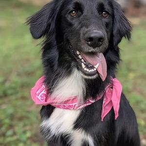 Bailey, Border Collie / Golden Retriever, young, available for adoption