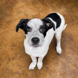Croissant, Mixed Breed, puppy, available for adoption