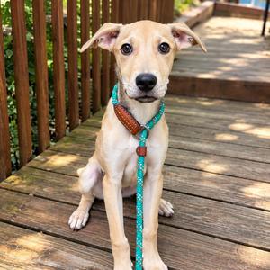 Dooley, Labrador Retriever, puppy, available for adoption