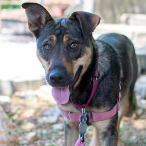 Dumpling, Shepherd, young, available for adoption