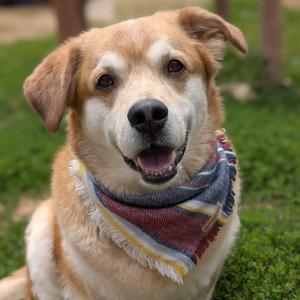 Charlie, Corgi, adult, available for adoption
