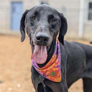 Gabby Gabby, Labrador Retriever, adult, available for adoption