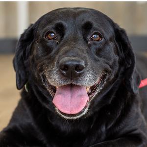 Mabel, Retriever, Black Labrador, senior, available for adoption