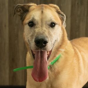 Jackson, Great Dane, adult, available for adoption