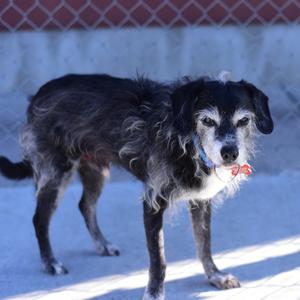 Boston, Schnauzer, senior, available for adoption