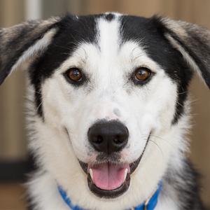 Ranger, Husky, adult, available for adoption