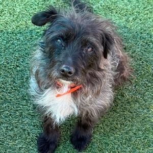Sharko, Terrier, senior, available for adoption