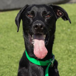 Preston, Retriever, Black Labrador, adult, available for adoption